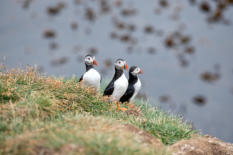Puffins