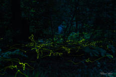 FIREFLY
