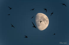 Mauersegler im Mond