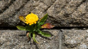 Mauerblümchen