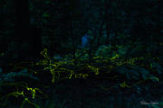 FIREFLY