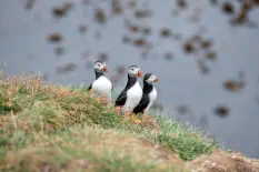 Puffins