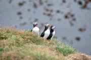 Puffins
