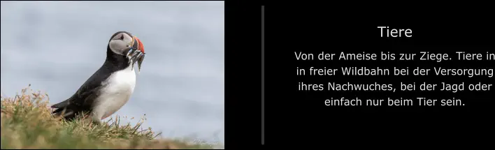 Tiere Von der Ameise bis zur Ziege. Tiere in in freier Wildbahn bei der Versorgung ihres Nachwuches, bei der Jagd oder einfach nur beim Tier sein.