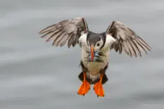 Puffin 3