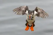 Puffin 3
