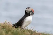Puffin 2