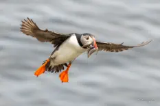 Puffin 1